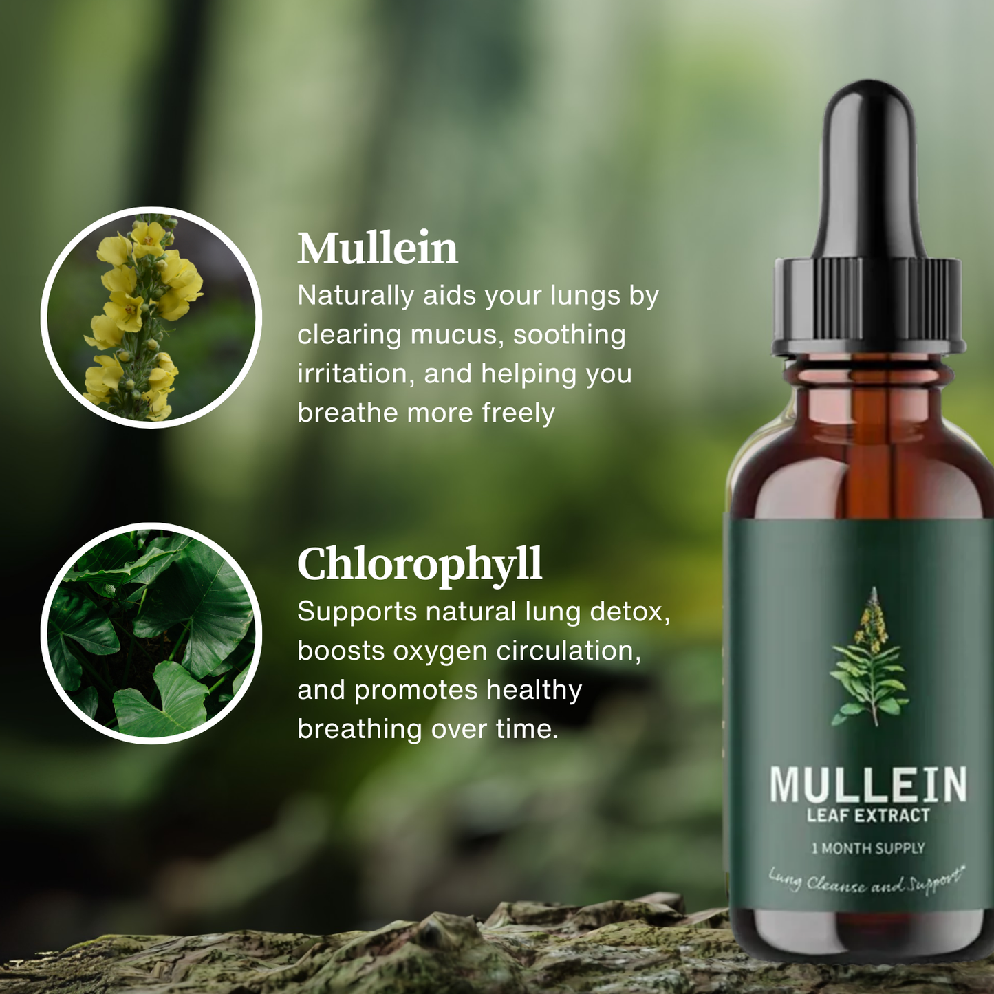 Mullein + Chlorophyll Lung Drops